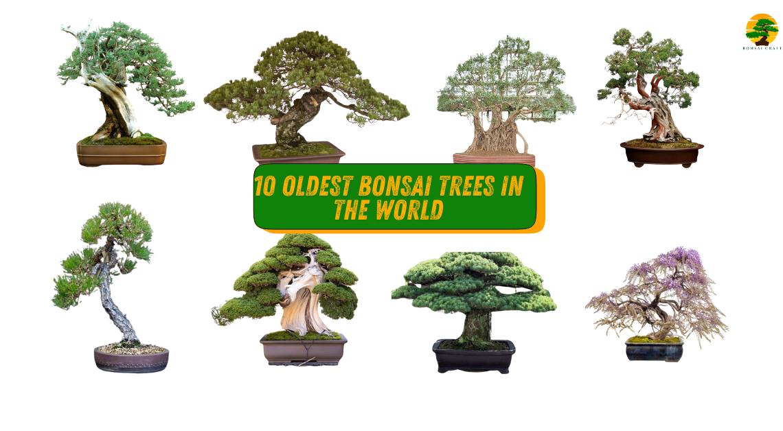 Oldest Bonsai Trees