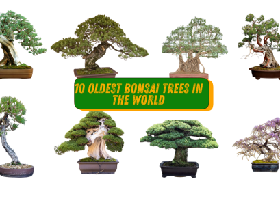 Oldest Bonsai Trees