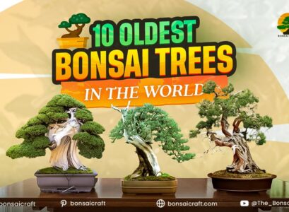 10 Oldest Bonsai Trees in the World