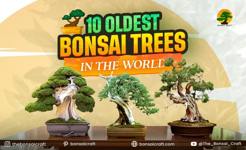 10 Oldest Bonsai Trees in the World