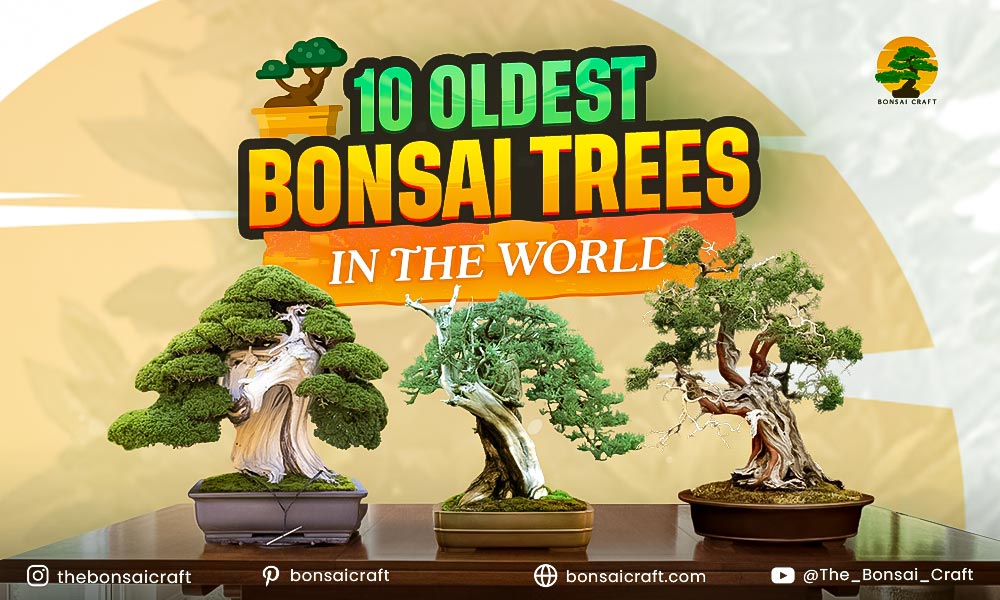10 Oldest Bonsai Trees in the World
