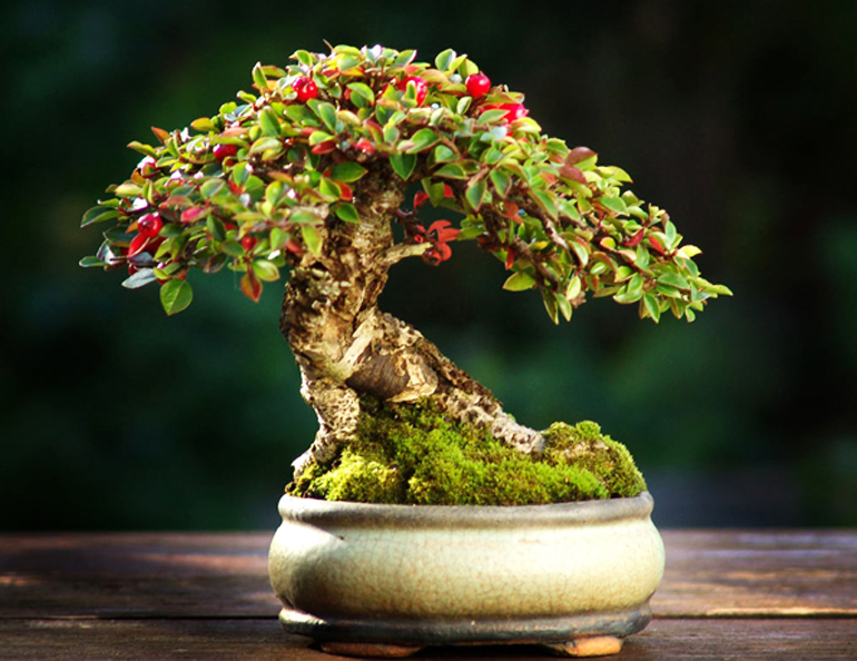 A Small Shohin bonsai tree by Morten Albek