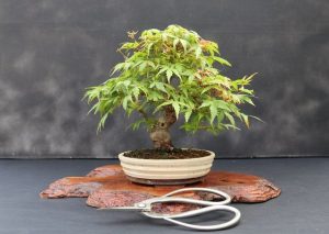 An Acer Palmatum Momiji 