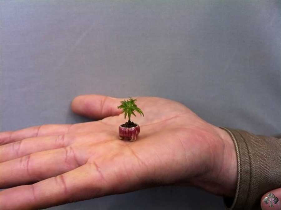 Another Acer Momiji Bonsai Tree 