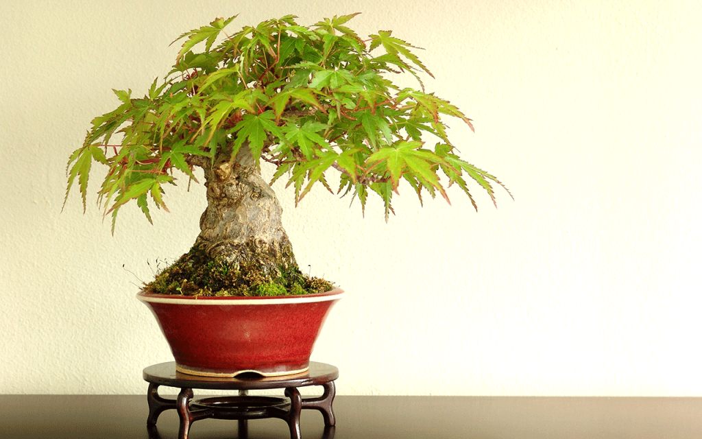 Another Small Maple Bonsai Tree, by Morten Albek