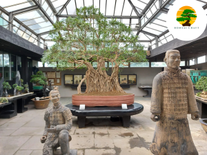 FICUS RETUSA LINN