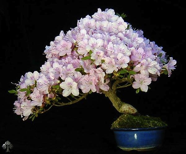 Flowering Bonsai Tree, by Wolfgang Putz