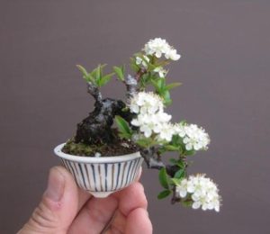 Flowering Mame Bonsai by 盆栽 鉢 春嘉
