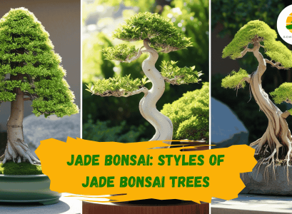 Jade Bonsai Style
