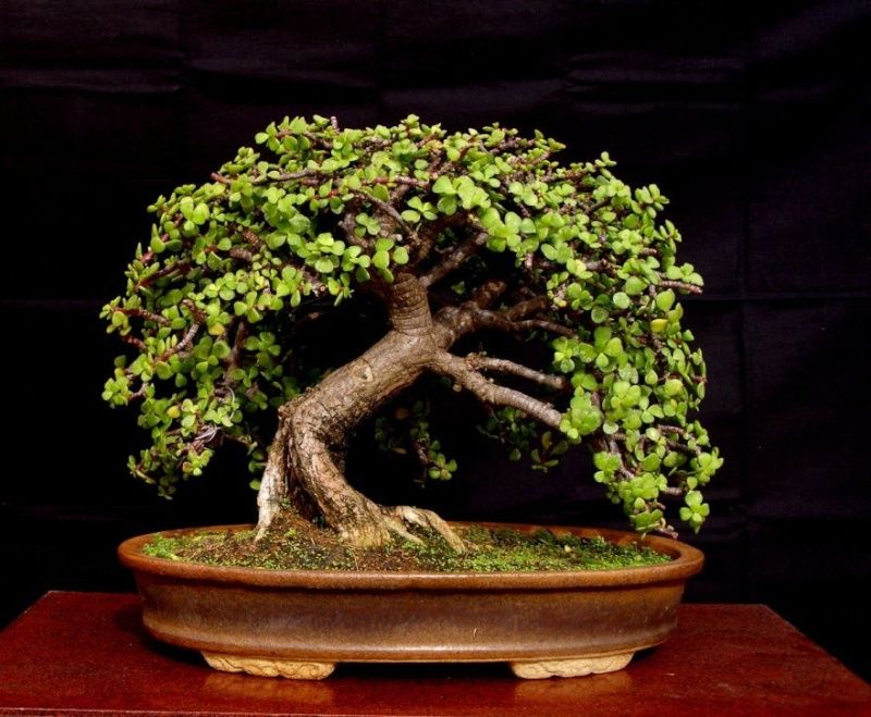 Jade plant as bonsai