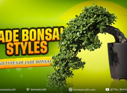 Jade Bonsai Styles and Types of Jade Bonsai