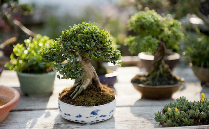 Juniper Shohin Bonsai tree, by Morten Albek