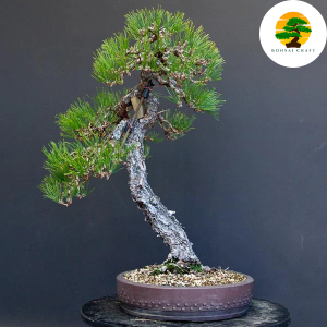 RED PINE BONSAI