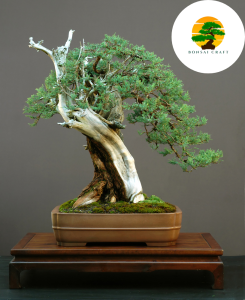 ROCKY MOUNTAIN JUNIPER