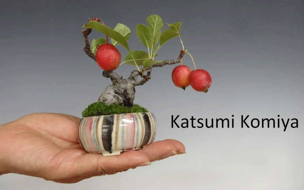 Shohin-Crabapple Bonsai by Katsumi Komiya