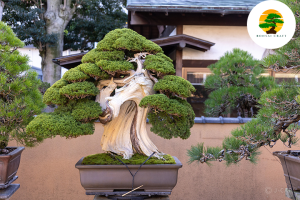 Shunkaen Bonsai
