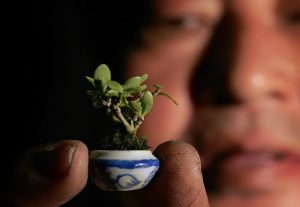 Smallest Bonsai tree by Kuah Tee Teong