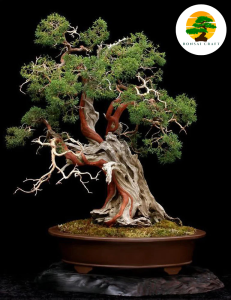 THE PICASSO OF BONSAI