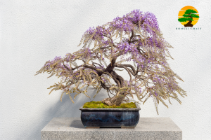 WISTERIA BONSAI TREES