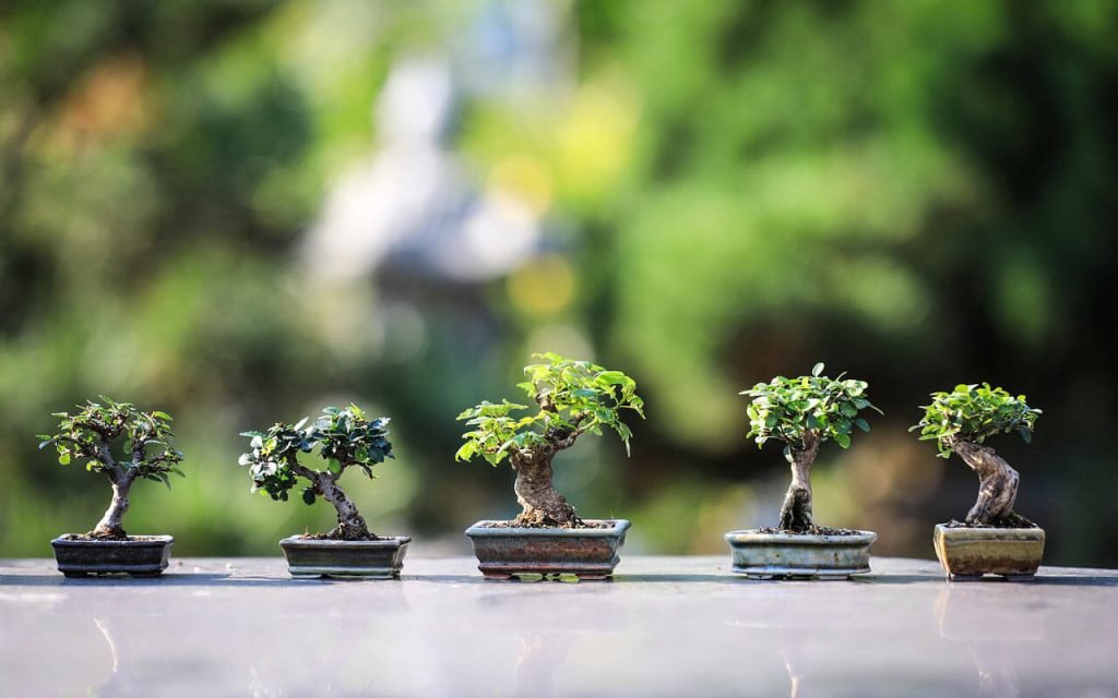 bonsai Trees