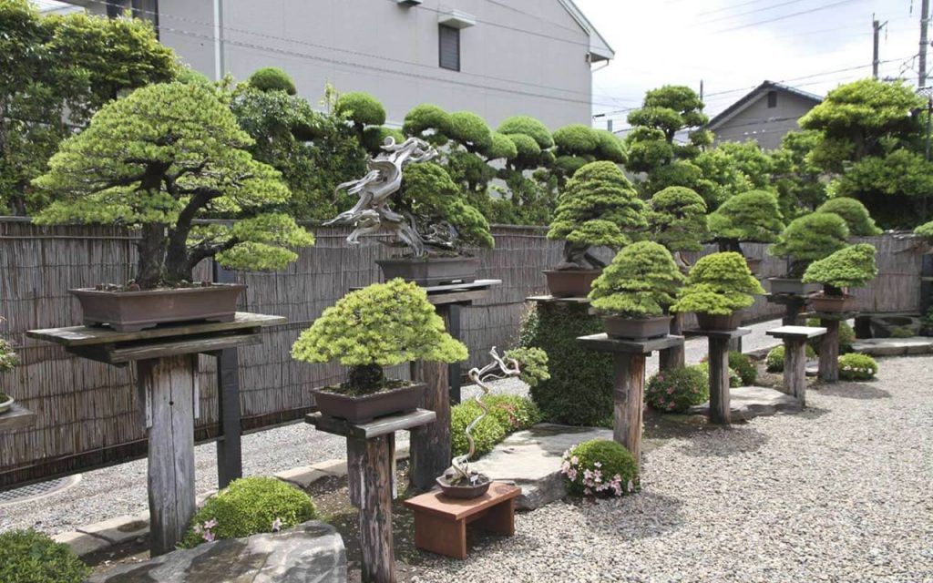 Outdoor Bonsai Garden