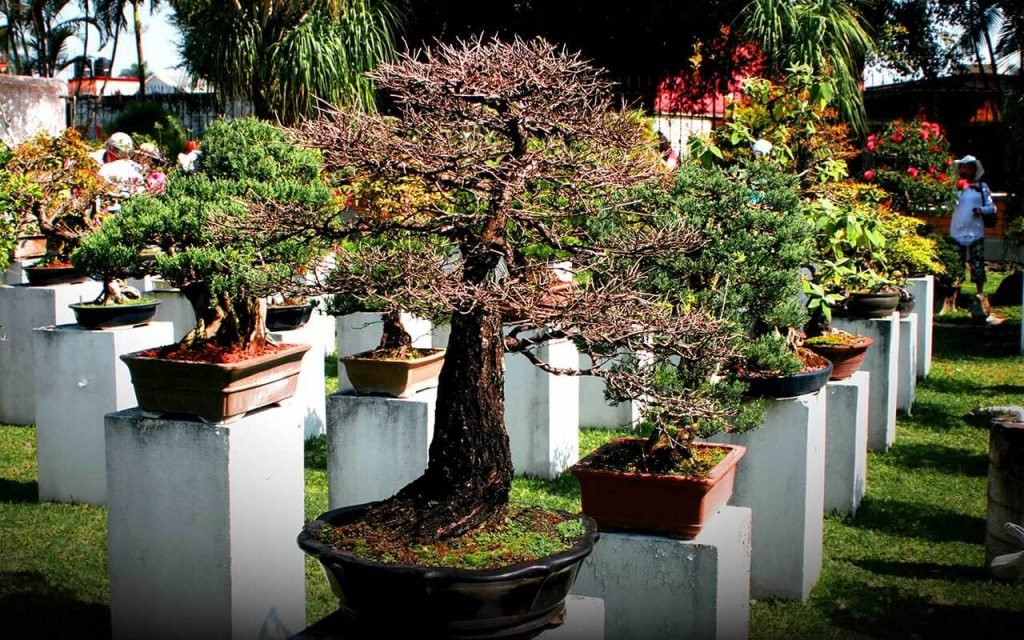 bonsai tree flowers garden