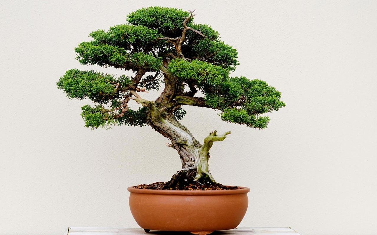 bonsai tree