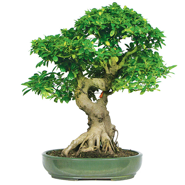 ficus bonsai tree
