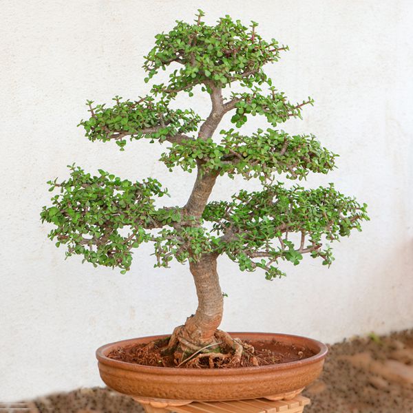 jade bonsai upright style plant