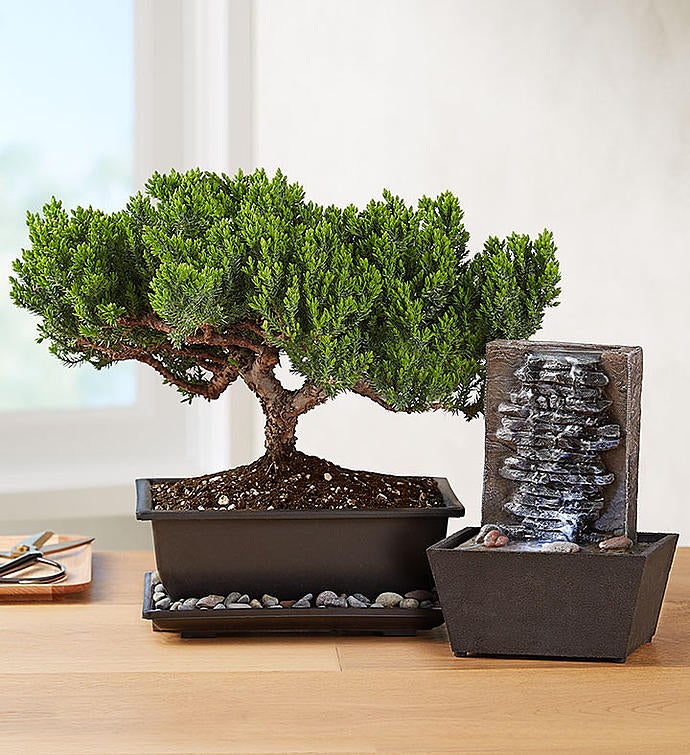 juniper bonsai tree