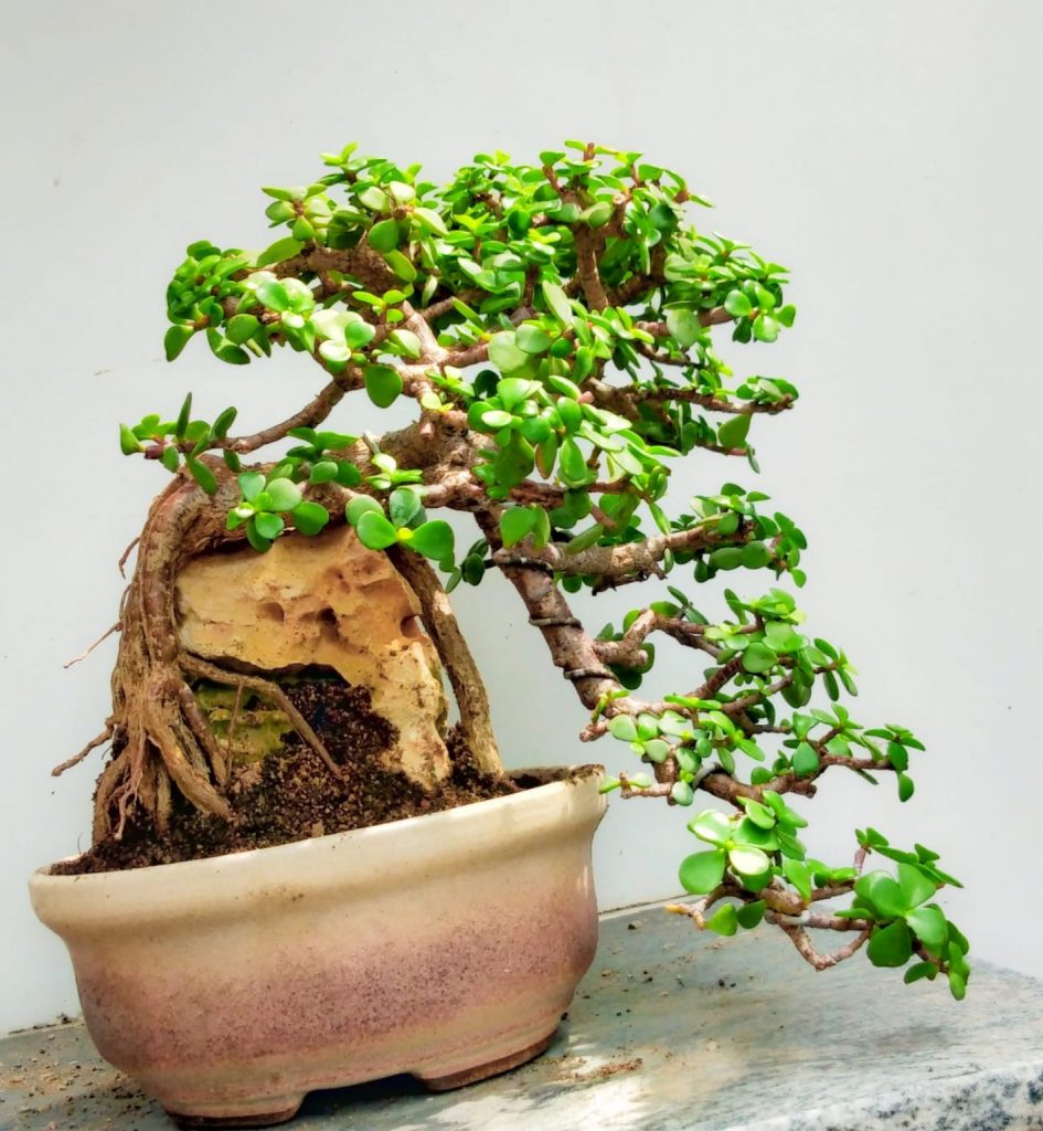 root over rock jade bonsai styles