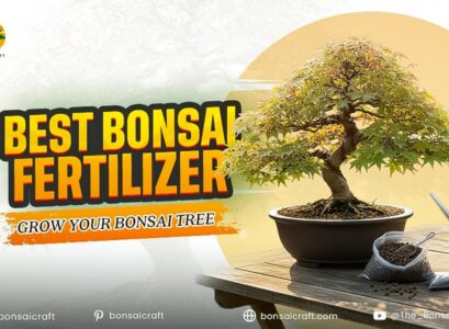 Best Bonsai Fertilizer: Grow Your Bonsai Tree