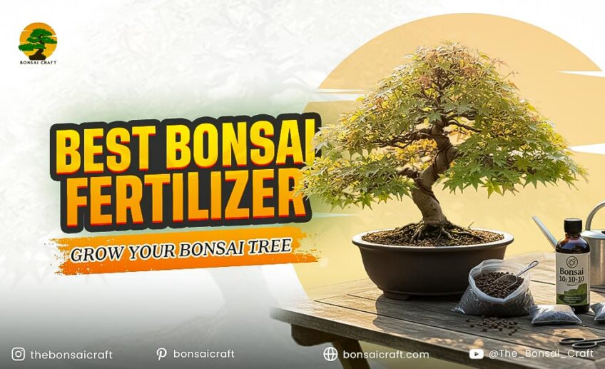 Best Bonsai Fertilizer: Grow Your Bonsai Tree