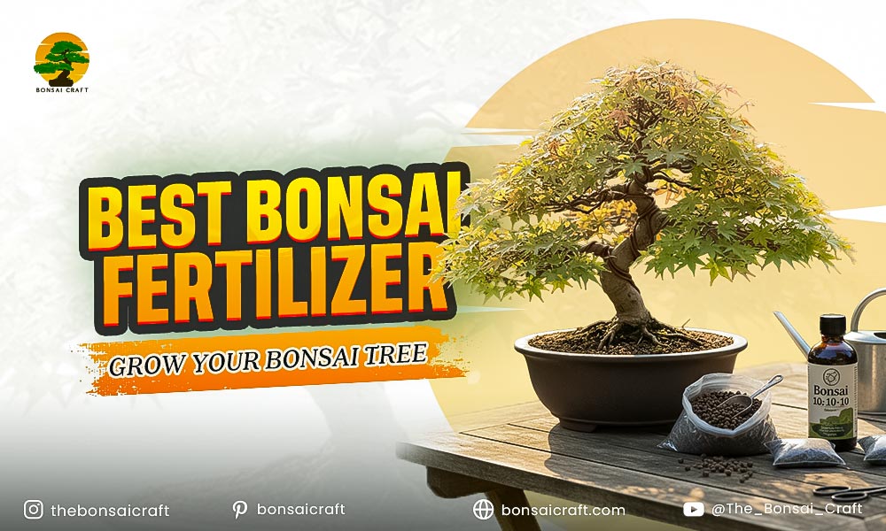 Best Bonsai Fertilizer: Grow Your Bonsai Tree