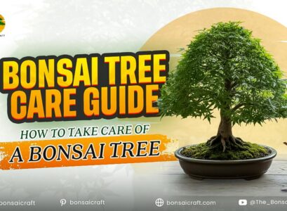 Bonsai Tree Care Guide: How to Take Care of a Bonsai Tree