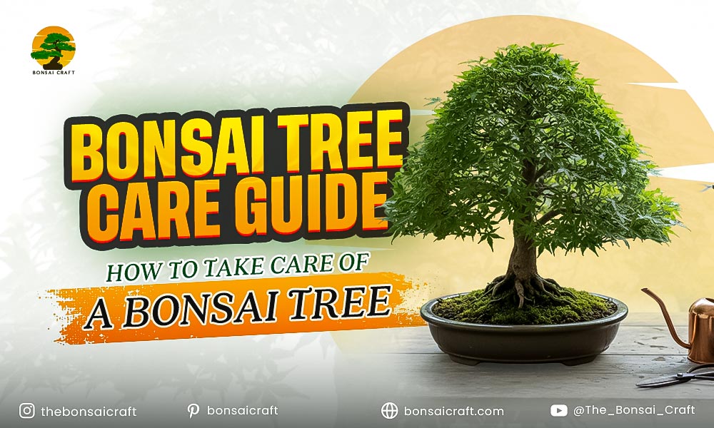 Bonsai Tree Care Guide: How to Take Care of a Bonsai Tree