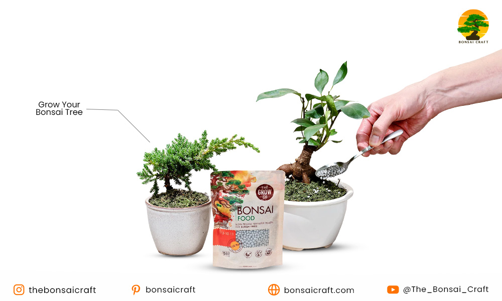 How to Fertilize a Bonsai Tree
