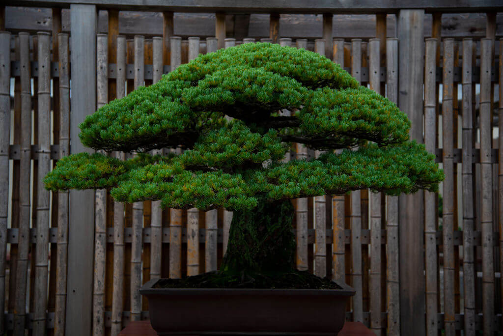 The bonsai that survived Hiroshima
