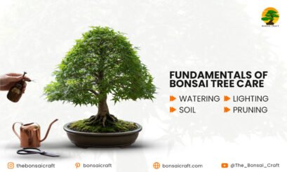 Bonsai Tree Care Guide: How to Take Care of a Bonsai Tree - Bonsai Craft