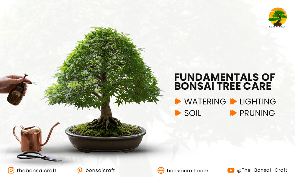 The Fundamentals of Bonsai Tree Care