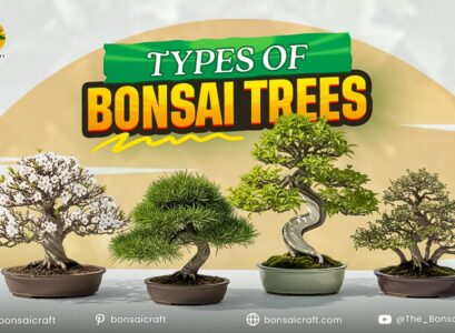 Types of Bonsai Trees: Popular Varieties Guide