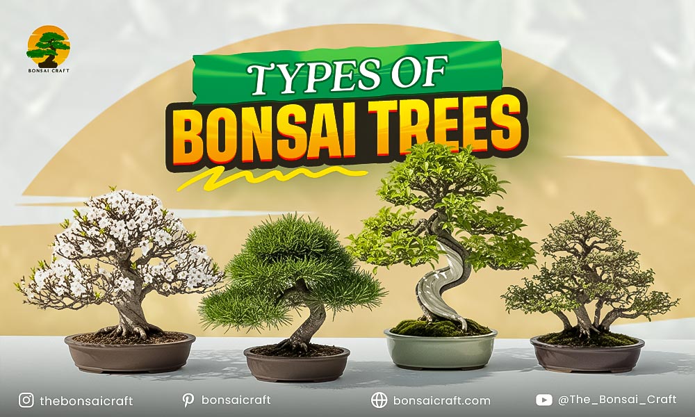 Types of Bonsai Trees: Popular Varieties Guide