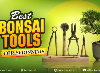Best Bonsai Tools For Beginners