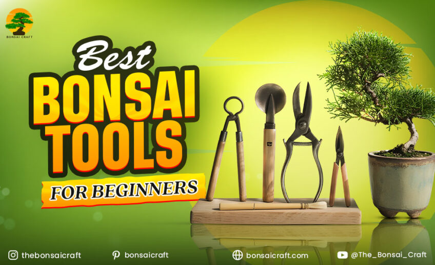 Best Bonsai Tools For Beginners