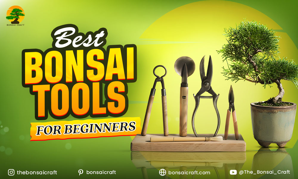 Best Bonsai Tools For Beginners