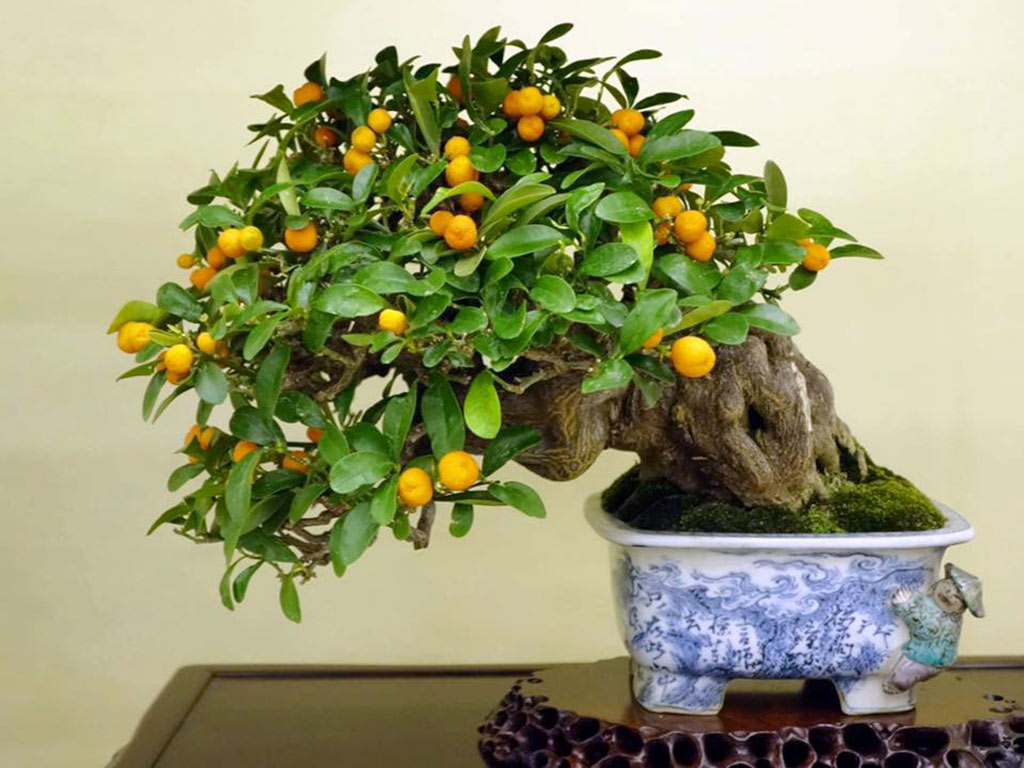 Bonsai Lemon Tree