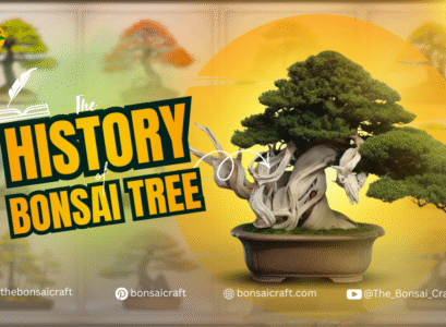 Bonsai Tree History: The Origins of Bonsai Tree