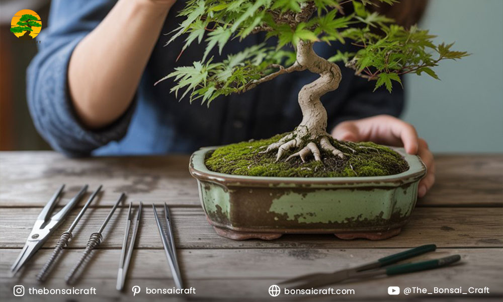 How to Clean Bonsai Tools: Maintenance and Longevity
