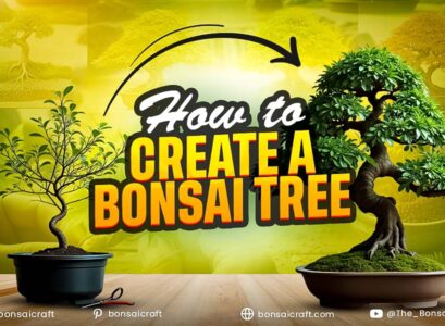 How to Create a Bonsai Tree