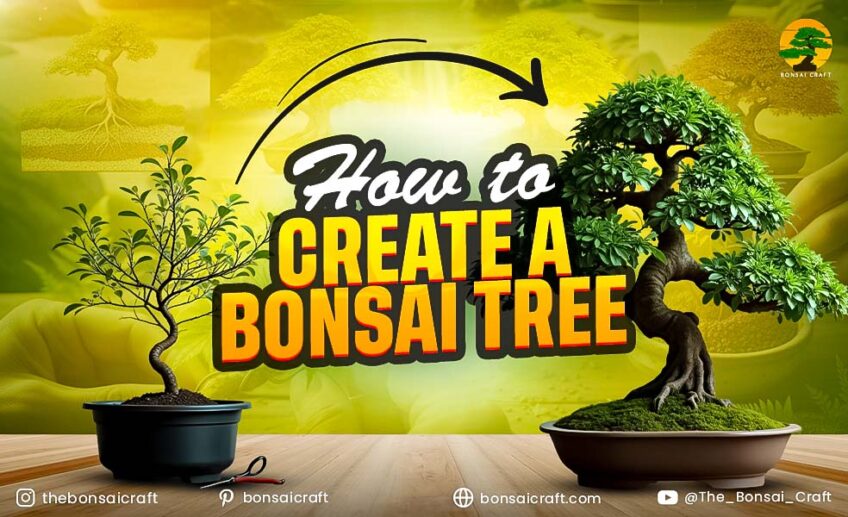 How to Create a Bonsai Tree